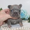 Mini French bulldog puppies for sale 
