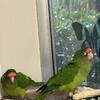 Halfmoon conures