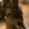 Smaller Male sheltie