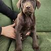 AKC registered labradors