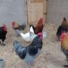 Roosters- Marans, Olive Eggers