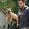 Male Pocket American Bully 8 months old
