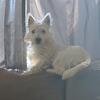 Terrier / Westie