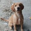 Akc registered golden retriever female puppy.  4&half mo old