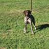 1 yr old male German shorthair pointer