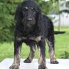 Bella phantom labradoodle 