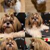 Shih Tzu Stud only available 