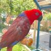 Female Solomon Island Eclectus Parrot