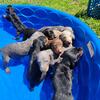 Doberman Pinscher Puppies! 