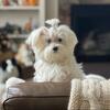 Maltese AKC 5 years old