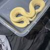 Breeding Ball Pythons