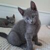 up-to-date Russian Blue