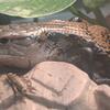 Blue tongue skink
