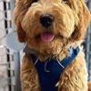 Female Miniature Goldendoodle