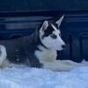 Purebred Siberian Husky puppies