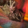 Sugar gliders males