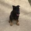 German shepard AKC(female)