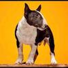 Top Quality Bull Terriers