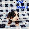 Akc registered Bernese Mountain Dog puppies