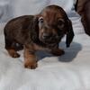 Dachshund Doxie Weinerdog