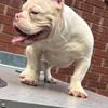 Micro bully pup
