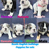 For sale exotic English bulldogs