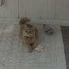 Fluffy cream/orange cat