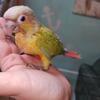 Pineapple conure 