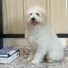 MALE BICHON-POO PUPPY