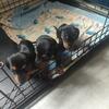 Miniature Dachshunds 