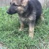 Pure German Shepherds 