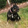 AKC Female French bulldog 