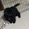 Shihpoo (Shihtzu / Poodle) puppy