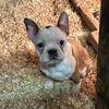 Frenchton bulldog pups for sale