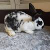 New Zealand Spotted Buck Bunnies -Choice-
