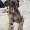 Great dane puppy, Diva