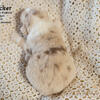 Available Pure Bred Standard Red Merle Male *Nutcracker* - Ready Valentines Day - Illinois