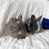 Tiny lion heads blue, lavender and torts 