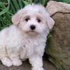 Maltipoo Puppies for Sale  - M/F - 