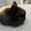 English Angora Bunnies