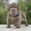 Neapolitan mastiff puppies
