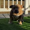 American bully puppy for sale