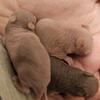 Hairless hamsters 