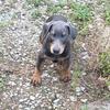 MALE DOBERMAN PUPPY BLUE & TAN
