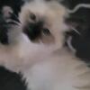 Gorgeous Female Seal Point Ragdoll Kitten