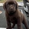 CHOCOLATE  Lab babies