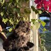 Persian Kitten 