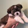 Puppy Shitzu Available 