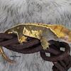 Crested Gecko Male