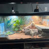 Bearded dragons 